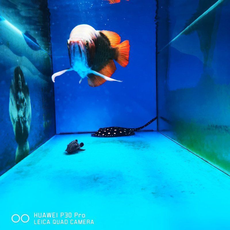 賽級龍魚屬于什么級別