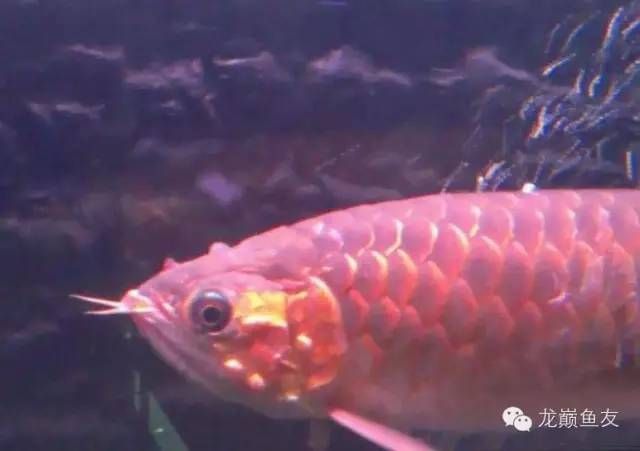 龍魚身上附著棉花，是否應該用藥洗棉花，應該如何操作：用藥洗棉花是一種可能的治療方法