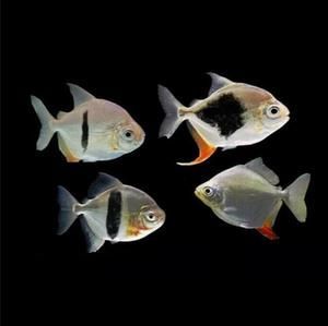 黑桃a和龍魚混養注意事項是什么意思：\"黑桃a和龍魚混養注意事項是什么意思