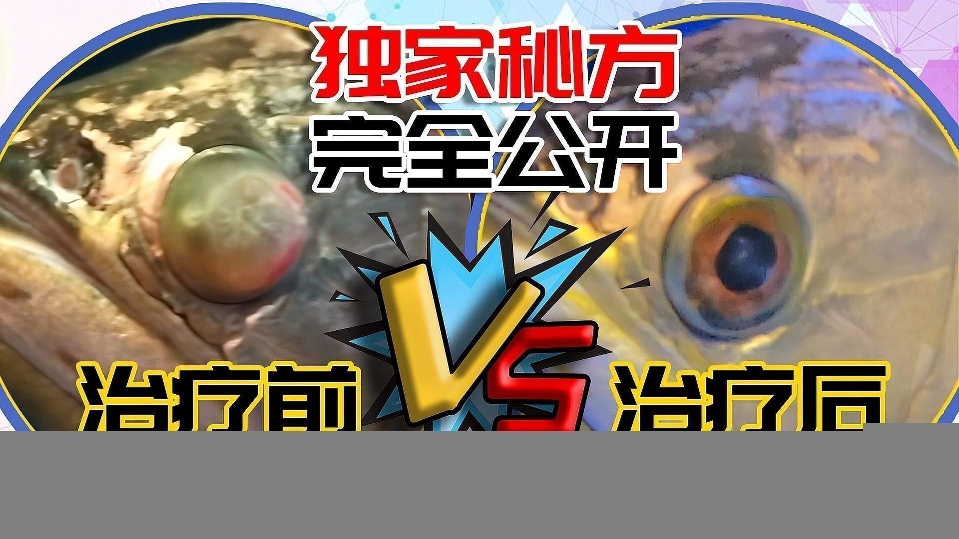 龍魚眼白膜會(huì)復(fù)發(fā)嗎？