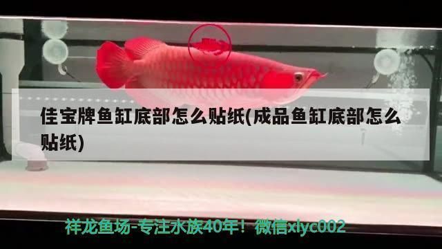 如何調(diào)節(jié)水族箱水質(zhì)適應(yīng)鴨嘴鯊魚（如何調(diào)節(jié)水族箱中的水質(zhì)）