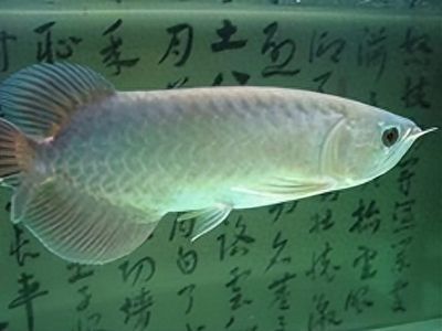 青龍魚適宜的pH值范圍，