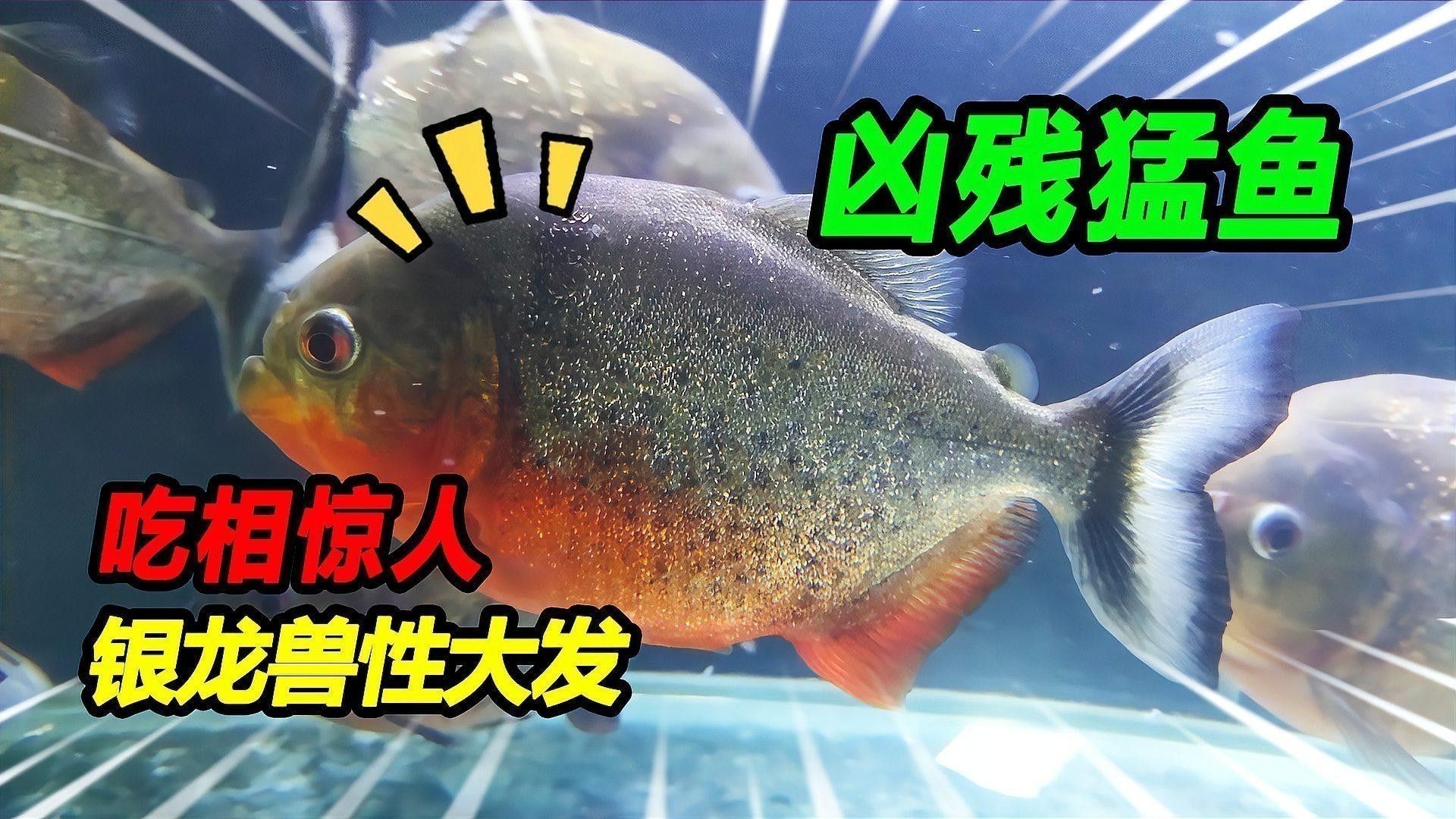 銀龍魚喂什么小魚好看