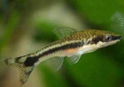 龍魚飼料哪個牌子好用（好用的龍魚飼料品牌推薦）