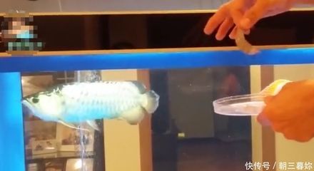 我養的金龍魚怎么只吃蝦仁呢（金龍魚只吃蝦仁可能會導致營養不均衡）