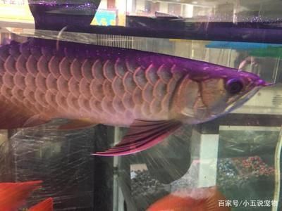 藍(lán)底過背金龍魚要壓著養(yǎng)嗎？（養(yǎng)殖藍(lán)底過背金龍魚需要注意水質(zhì)、水溫、光線、喂食等方面）