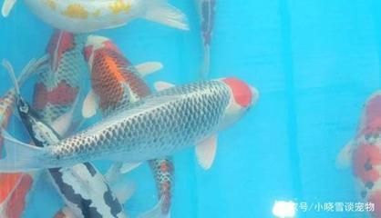 丹頂錦鯉適宜光照強(qiáng)度，丹頂錦鯉適宜光照強(qiáng)度為每天8-10小時(shí)
