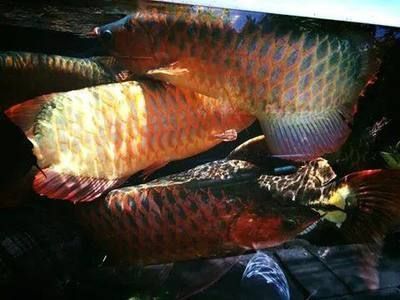 印尼國王龍魚漁業(yè)（全球最大的印尼國王龍魚養(yǎng)殖基地）