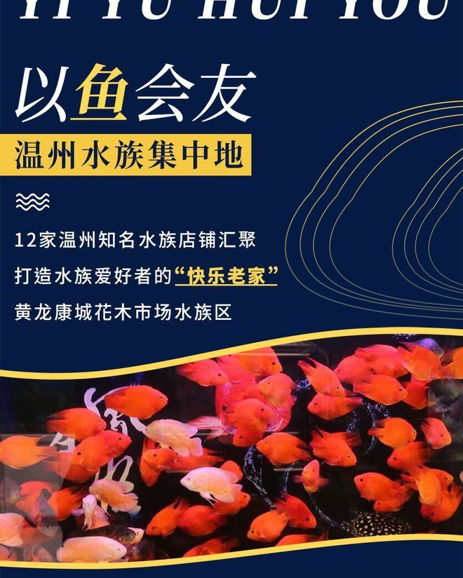 溫州龍魚哪里賣的好啊圖片