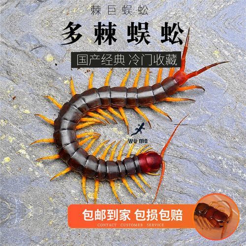 哪里可以購買到稀有紅龍魚？