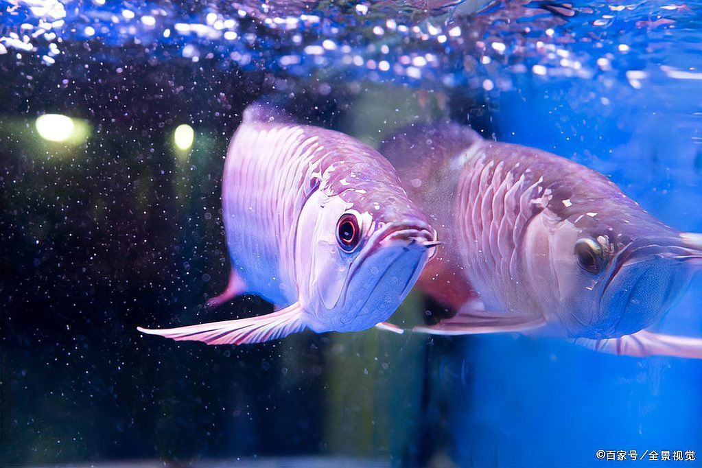 紅龍魚需要造浪泵好嗎