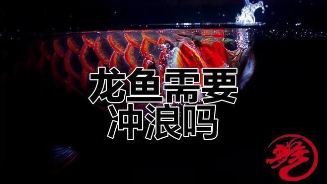 紅龍魚需要造浪泵好嗎
