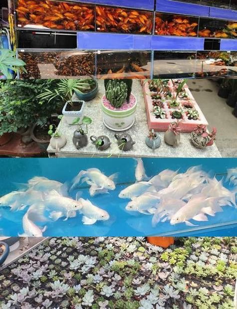 紅龍魚在哪里買便宜的魚