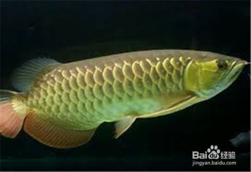 龍魚怎么養(yǎng)出狀態(tài)好（如何判斷龍魚健康狀態(tài)，龍魚日常護(hù)理要點總結(jié)）