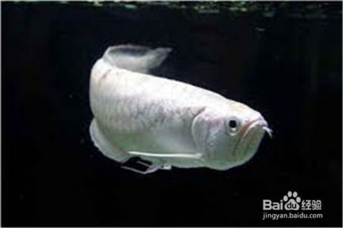 龍魚怎么養(yǎng)出狀態(tài)好（如何判斷龍魚健康狀態(tài)，龍魚日常護理要點總結(jié)）