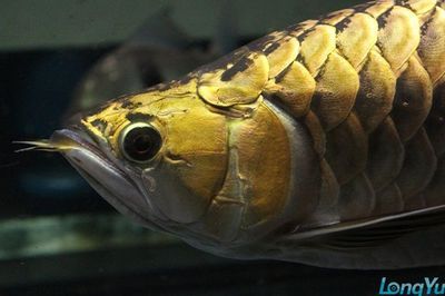 金頭過背金龍魚價格是多少錢一條：金頭過背金龍魚價格是多少