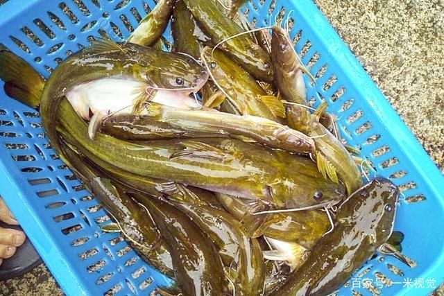 黃龍魚是海魚還是淡水魚：黃龍魚是一種海魚而不是淡水魚，而不是淡水魚，