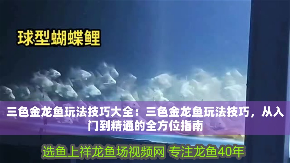 三色金龍魚玩法技巧大全：三色金龍魚玩法技巧，從入門到精通的全方位指南