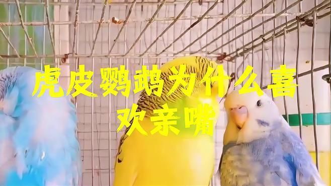 兩只鸚鵡親嘴了要警惕