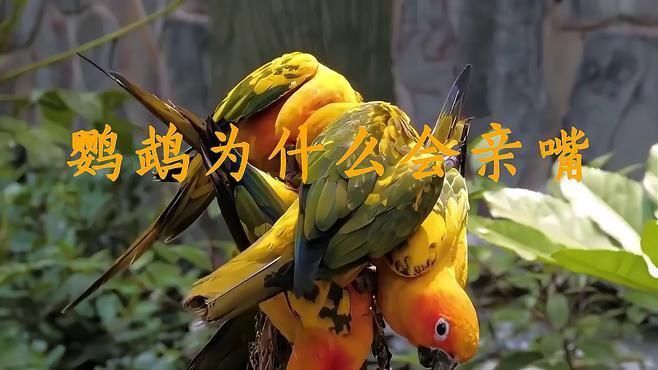 兩只鸚鵡親嘴了要警惕