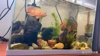 養龍魚的魚缸怎么造景好看