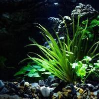 養龍魚的魚缸怎么造景好看