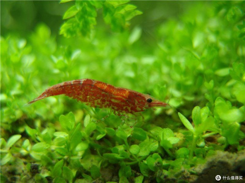 養龍魚的魚缸怎么造景好看