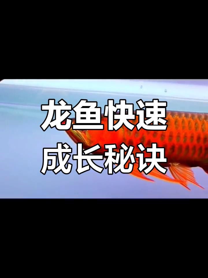 龍魚50公分后如何繼續(xù)促進(jìn)生長？