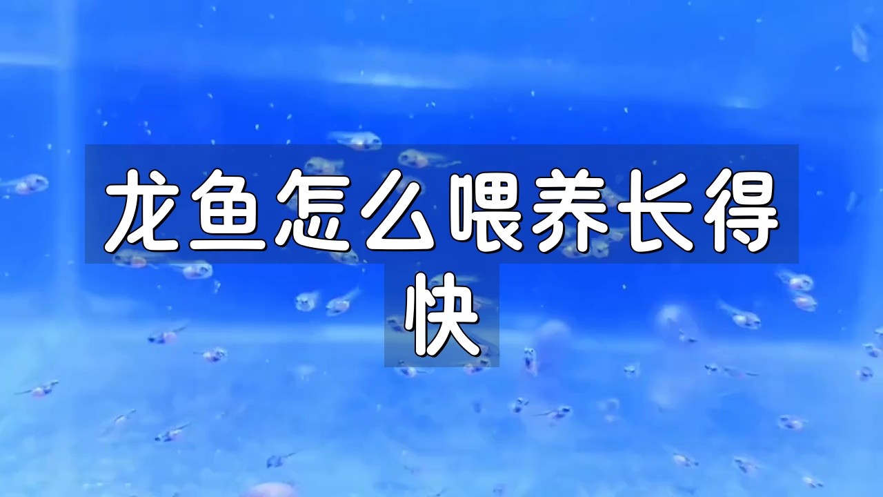 龍魚50公分后如何繼續(xù)促進(jìn)生長？