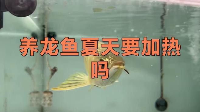 龍魚缸的水溫應該控制在多少度？