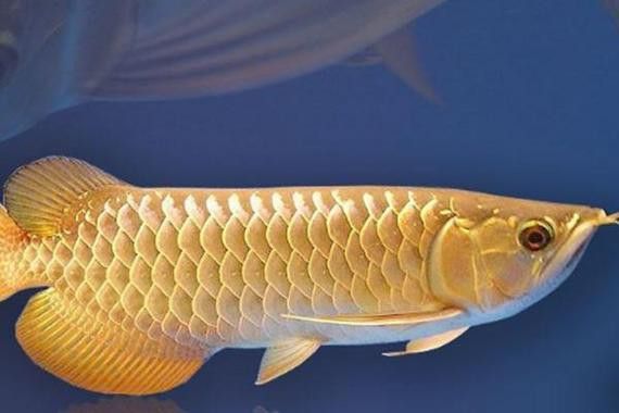 金龍魚品種圖片講解