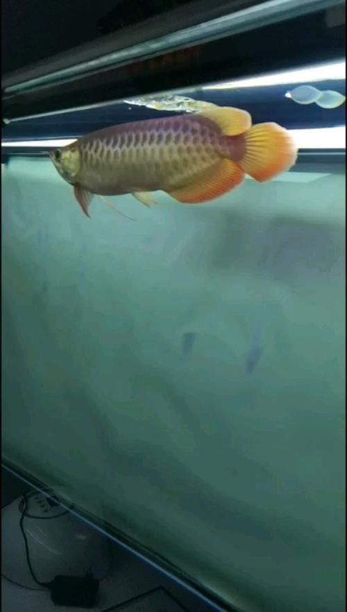 金龍魚品種圖片講解