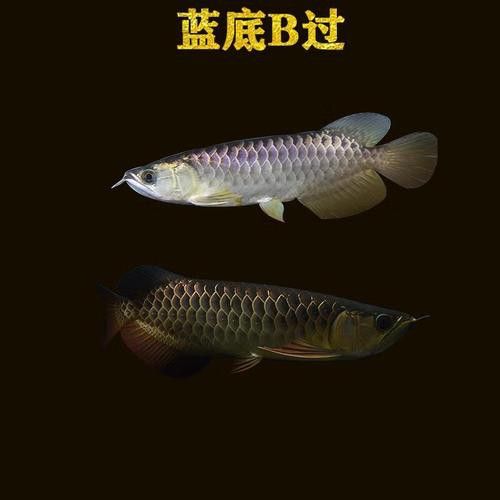 金龍魚品種圖片講解