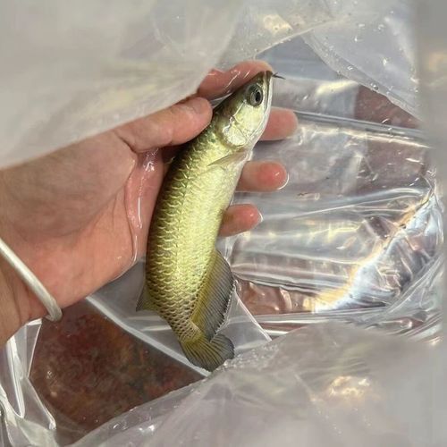 金龍魚品種圖片講解