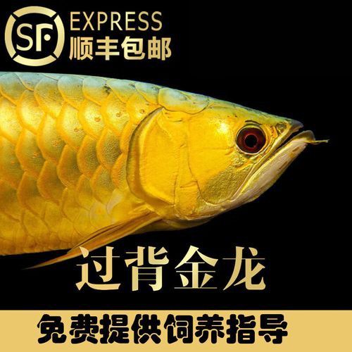 金龍魚品種圖片講解