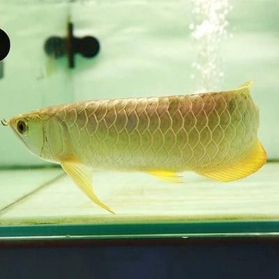 金龍魚品種圖片講解