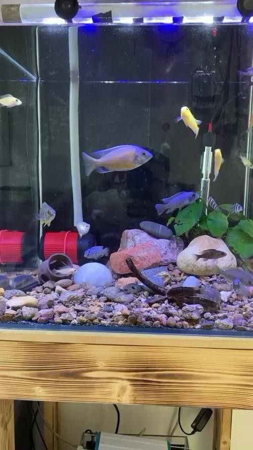 金龍魚品種圖片講解