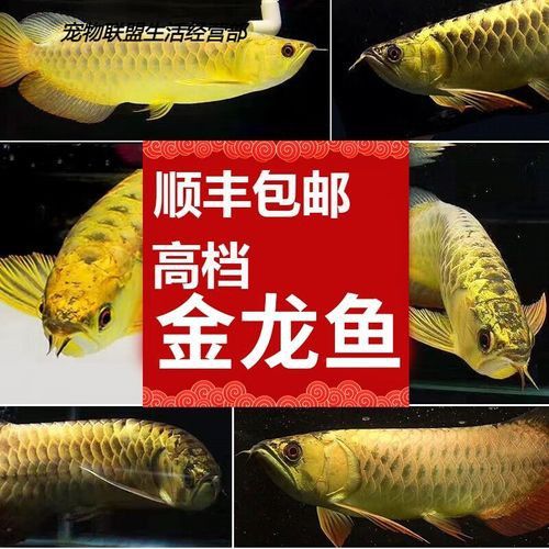 金龍魚品種圖片講解