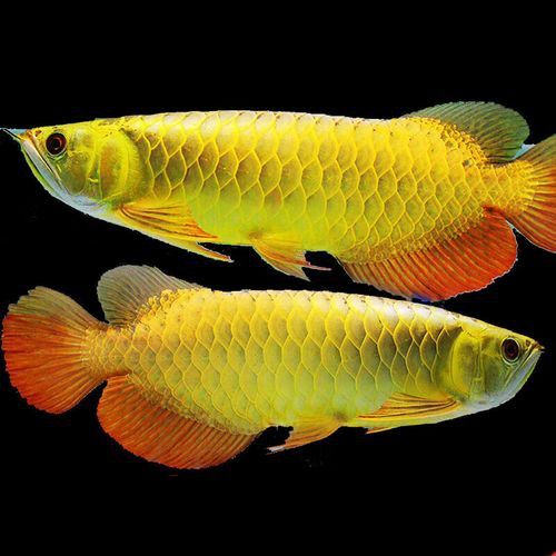 金龍魚品種圖片講解