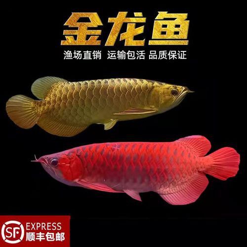金龍魚品種圖片講解