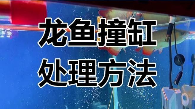 龍魚突然劇烈撞缸嘴破了怎么辦