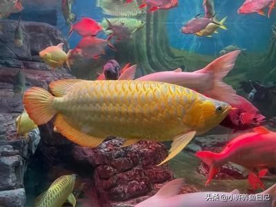 金黃色的龍魚好不好：金黃色的龍魚在飼養(yǎng)過程中需要注意的問題和應對措施