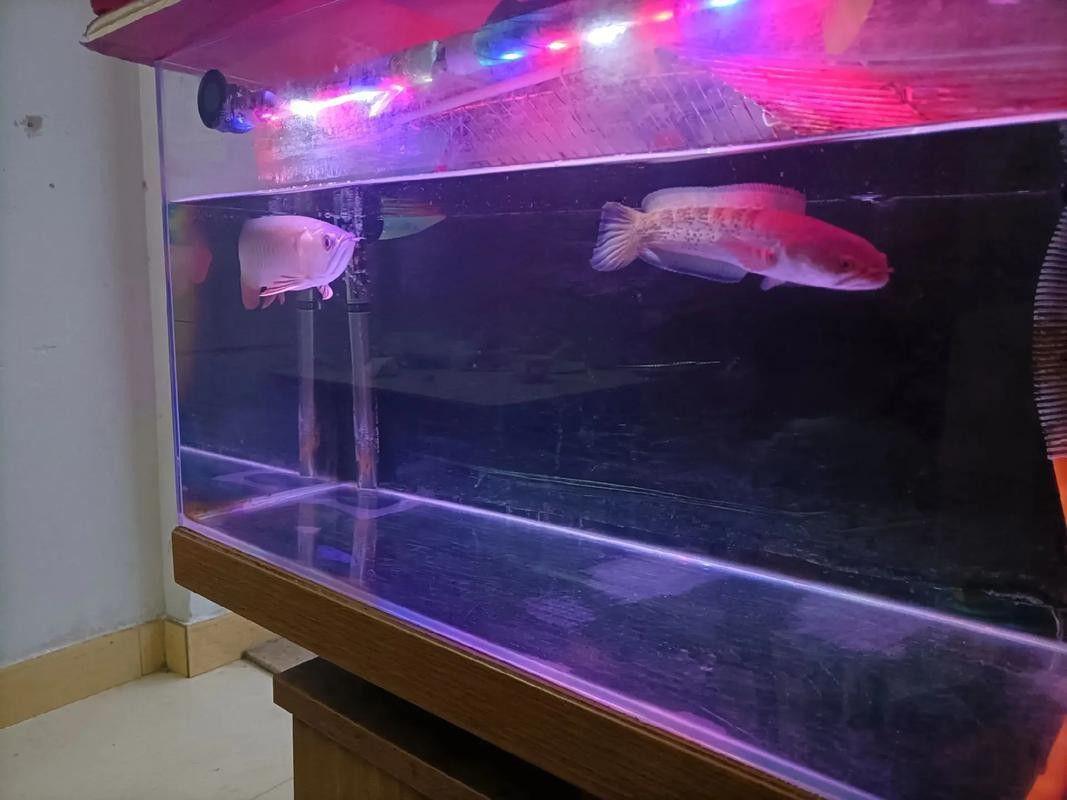 金魚和藍(lán)龍魚能一起養(yǎng)嗎圖片