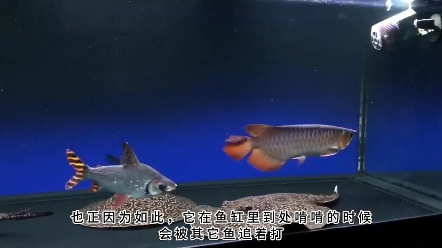 金魚和藍(lán)龍魚能一起養(yǎng)嗎圖片