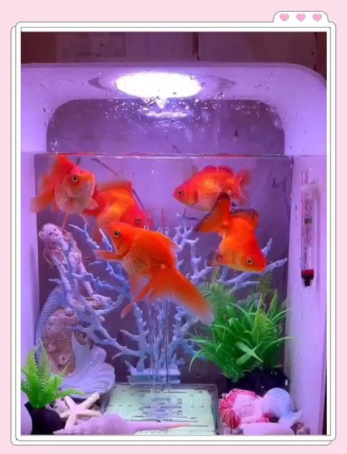 金魚和藍(lán)龍魚能一起養(yǎng)嗎圖片