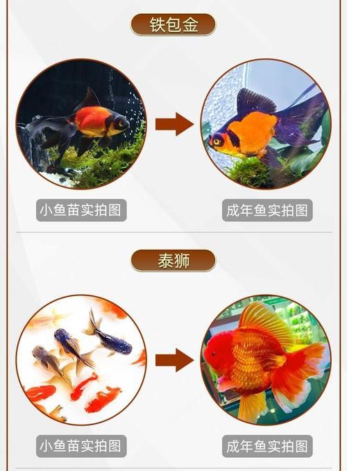 金魚和藍(lán)龍魚能一起養(yǎng)嗎圖片