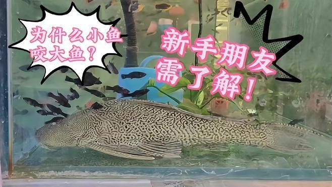 金魚和藍(lán)龍魚能一起養(yǎng)嗎圖片