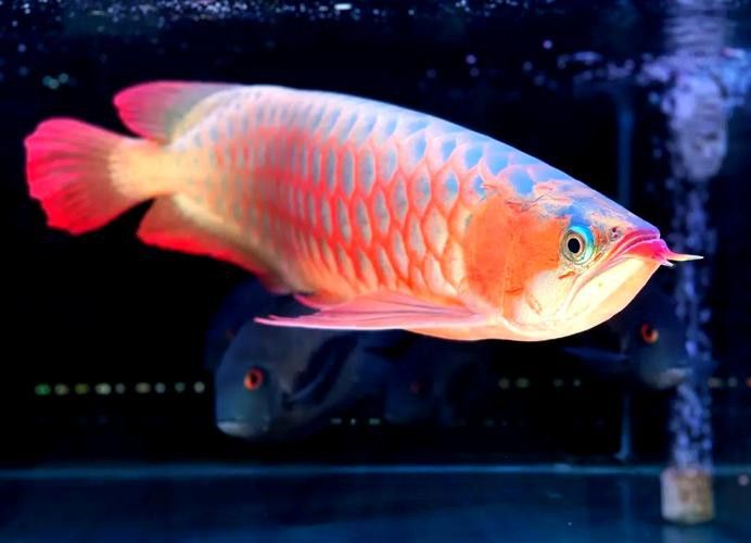 如何辨別高清全龍魚圖片的真偽？