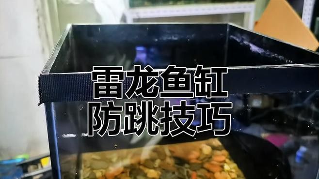 龍魚會跳缸嗎為什么不會跳
