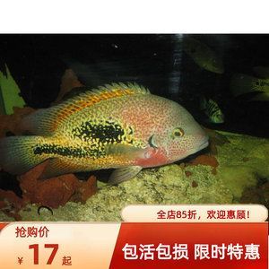 龍魚能吃活魚嗎有毒嗎：龍魚能吃活魚嗎，
